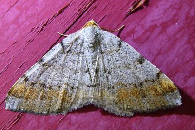 <i>Macaria liturata</i>