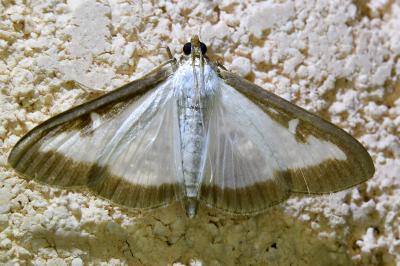<i>Cydalima perspectalis</i>