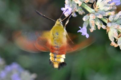 <i>Hemaris fuciformis</i>