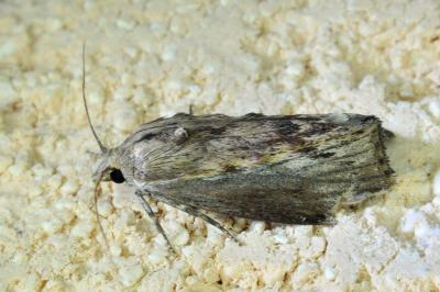 <i>Galleria mellonella</i>