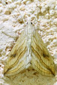 <i>Evergestis forficalis</i>
