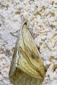 <i>Evergestis forficalis</i>