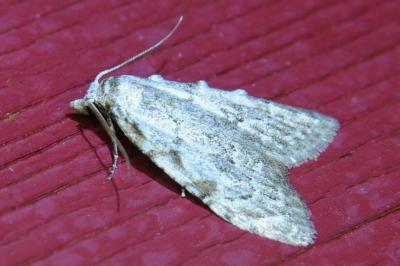 <i>Nola confusalis</i>