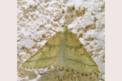 <i>Aspitates ochrearia</i>