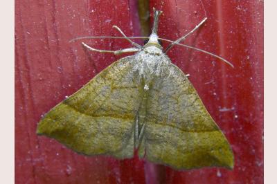 <i>Hypena proboscidalis</i>