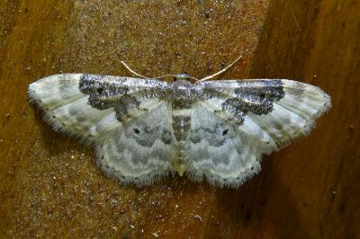 <i>Idaea rusticata</i>