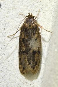 <i>Hofmannophila pseudospretella</i>