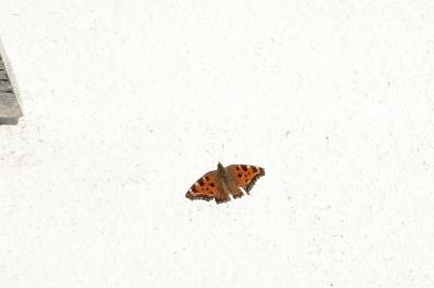<i>Nymphalis polychloros</i>