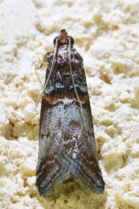 <i>Acrobasis advenella</i>