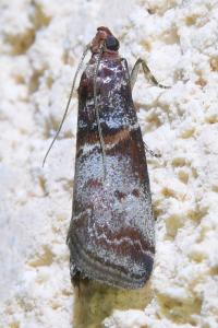 <i>Acrobasis advenella</i>