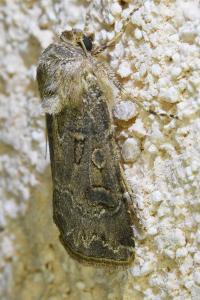 <i>Agrotis bigramma</i>