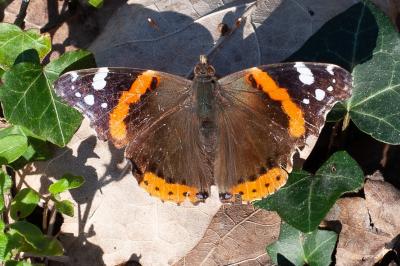 Vanessa atalanta