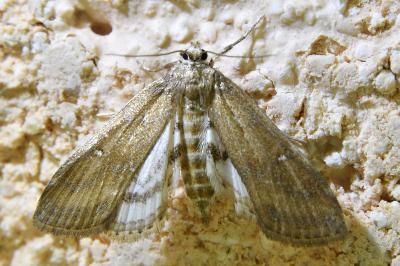 <i>Parapoynx stratiotata</i>