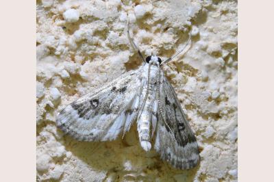 <i>Parapoynx stratiotata</i>