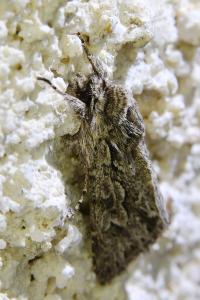 <i>Xylocampa areola</i>