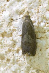 <i>Dichrorampha</i>