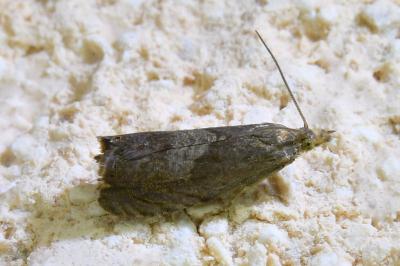 <i>Dichrorampha</i>