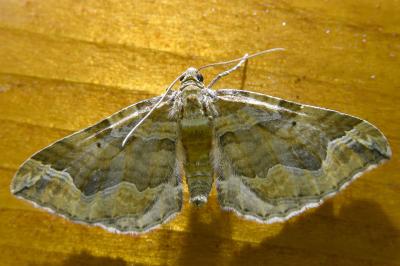 <i>Pelurga comitata</i>