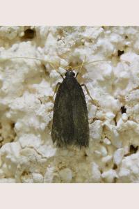 <i>Homaloxestis briantiella</i>