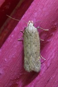 <i>Bryotropha terrella</i>
