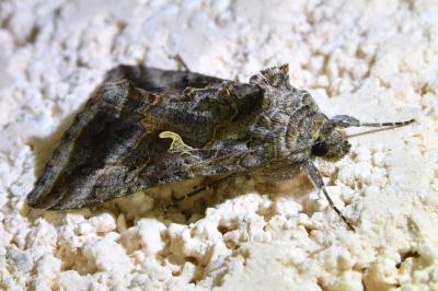<i>Autographa gamma</i>