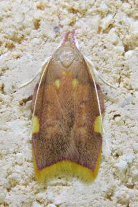 Carcina quercana