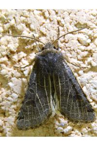 <i>Anchoscelis lunosa</i>