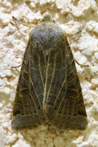 <i>Anchoscelis lunosa</i>