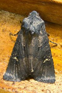 Aporophyla nigra