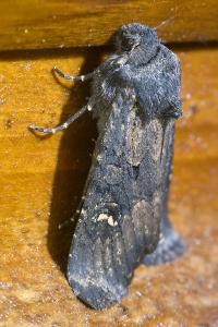 <i>Aporophyla nigra</i>