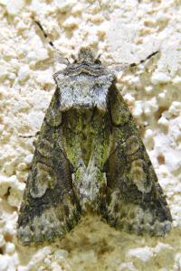 <i>Allophyes oxyacanthae</i>