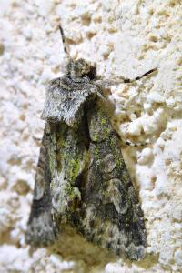 <i>Allophyes oxyacanthae</i>