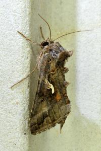 <i>Autographa gamma</i>