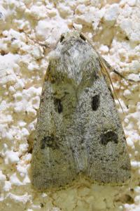 <i>Agrotis trux</i>