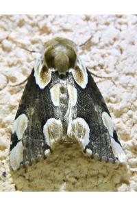<i>Thyatira batis</i>