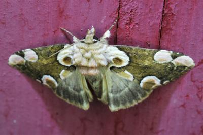 <i>Thyatira batis</i>