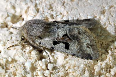 <i>Orthosia gothica</i>