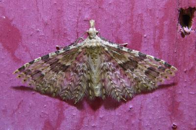 <i>Alucita hexadactyla</i>