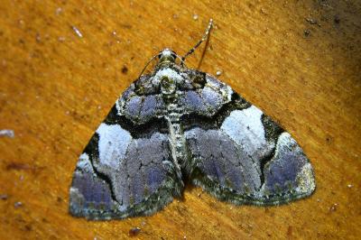 <i>Anticlea derivata</i>