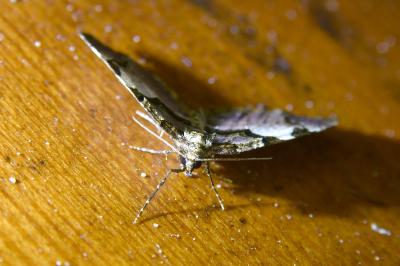 <i>Anticlea derivata</i>