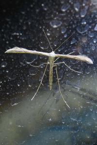 <i>Emmelina monodactyla</i>