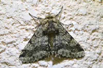 <i>Lycia hirtaria</i>