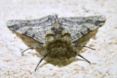 <i>Lycia hirtaria</i>