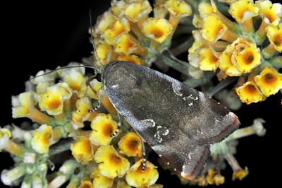 <i>Noctua janthe</i>