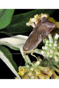 <i>Noctua janthe</i>