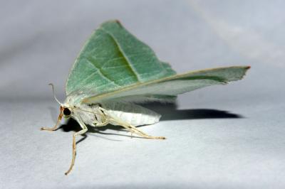 <i>Campaea margaritaria</i>