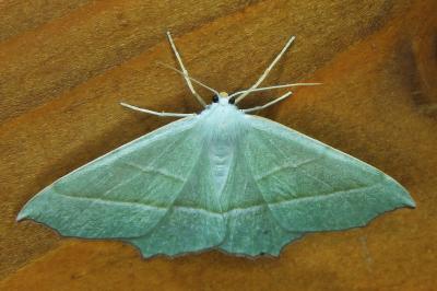 <i>Campaea margaritaria</i>