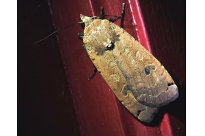 <i>Noctua pronuba</i>