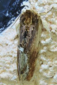 <i>Ptilodon cucullina</i>