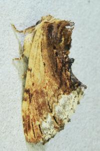 <i>Ptilodon cucullina</i>